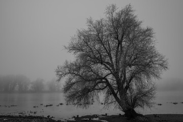 Hoch, d&uuml;sterer Baum neben einem ruhigen Gew&auml;sser an einem nebligen Morgen