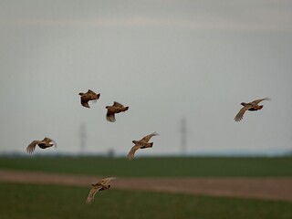 Partridges (Perdix perdix) in flight in early spring.