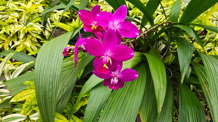 Spathoglottis Plicata has deep pink-purple flowers blooming profusely on the plant. The appearance...