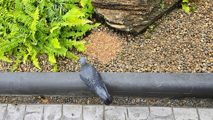 A large grey pigeon lives in a park. Pigeon pecks at food offered by humans. Rock doves have short legs, round body, short neck, small head, short, slender beak. Staple food : rice, corn, millet, bean