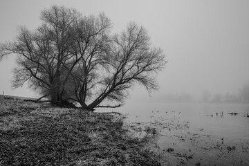 Nebel &uuml;ber dem Fluss mit kahlen B&auml;umen im Winter morgens