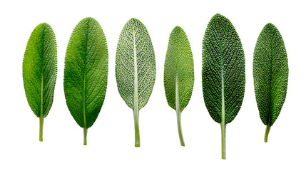 Six fresh sage leaves isolated on transparent background in a studio shot