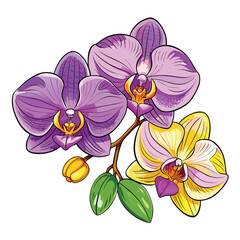 Beautiful purple and yellow orchid bouquet on white background for illustration