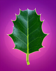 A holly leaf centered against a purple and pink gradient background. Ai