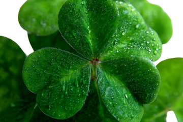 Closeup of a vibrant green shamrock with water droplets isolated on transparent background