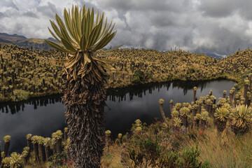 Primer plano de Frailejón gigante (Espeletia) del Páramo de Los Nevados: planta endémica imponente con laguna oscura y campo de frailejones bajo cielo gris nublado, Colombia