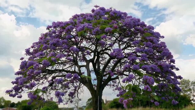 Cinematic 4K footage of a gorgeous jacaranda tree viewed from below showcasing vibrant purple blossoms in full spring bloom evoking beauty serenity and natural floral landscapes for nature or