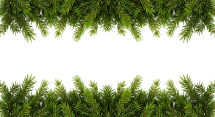A horizontal banner with a frame of fresh green fir branches at the top and bottom on an isolated white backdrop