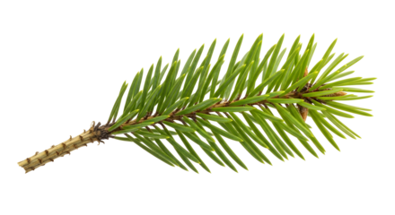 A close-up macro shot of a vibrant green pine tree branch with sharp needles against a white background