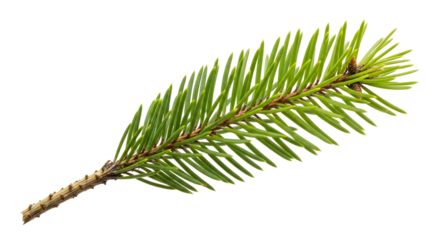 A single fresh green branch of a fir or spruce tree with vibrant new growth, isolated on a pure white background