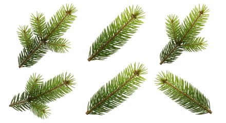Six isolated sprigs of lush green fir tree branches against a pure white backdrop