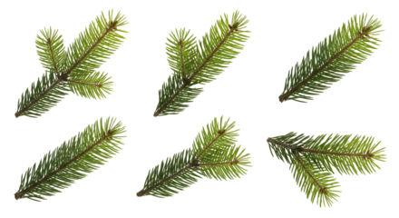 Collection of six fresh green fir tree branches isolated on a white background, perfect for seasonal design elements