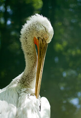 Dalmatian pelican close-up. Portrait against a pond.