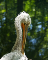 Dalmatian pelican close-up. Portrait against a pond.