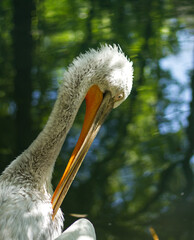 Dalmatian pelican close-up. Portrait against a pond.