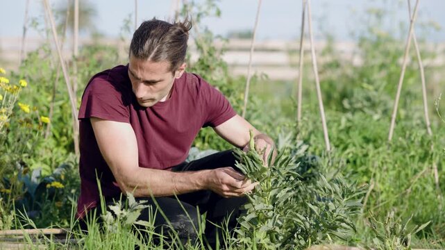 Focused young man carefully harvesting fresh fava beans from a lush green plant. Authentic scene of a farmer working in a sunny garden