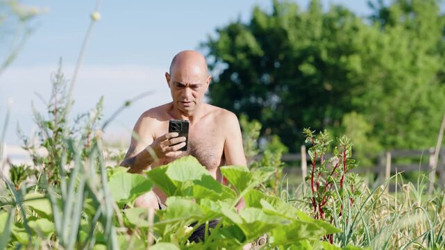 Middle-aged bald man without a shirt sitting in a lush vegetable patch, intently using his smartphone on a sunny day in the countryside