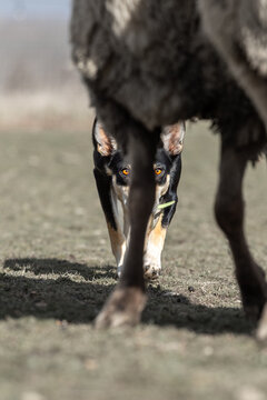 Kelpie Herding Sheep