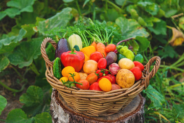 Harvest vegetables in the garden. Selective focus.