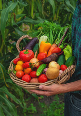 A man with a harvest of vegetables in the garden. Selective focus.