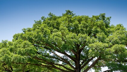 Fototapeta premium American Honey Locust Gleditsia Triacanthos