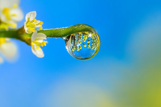 The reflection of a blue sky inside a perfectly round dewdrop - Powered by Adobe