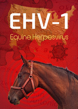 Equine Herpesvirus EHV-1 Concept Illustration with Horse Profile and Virus Background