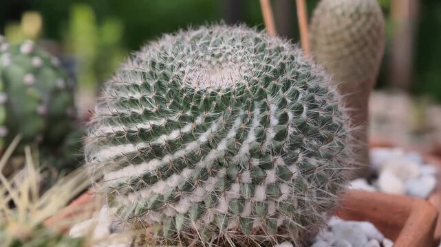 Close-up of the cacti with spines