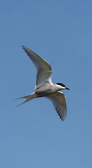 Fototapeta premium A seabird with black cap and white feathers soars in a clear, vivid blue sky, wings spread mid-flight. Its slender tail trails