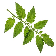 Fresh green tomato plant leaf against white background studio shot