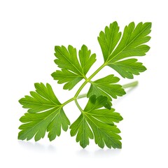 Fresh parsley sprig on white background for culinary and healthy concept