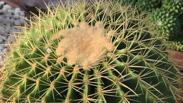Close-up of the cacti with spines