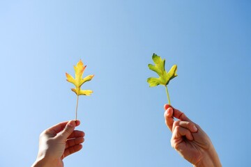Hands Holding Oak Leaves Against Blue Sky - Autumn and Spring