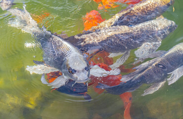 large multicolored fishes in pond