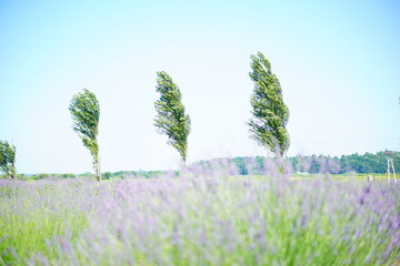 ラベンダー畑越しに3本の木が風でしなりながら立つ風景。開放感ある構図で、旅・観光・自然・季節広告にも使いやすい広がりのある写真。
