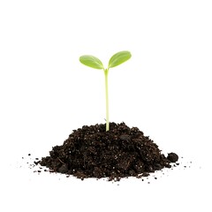 New life emerges from the earth a tiny seedling growing strong