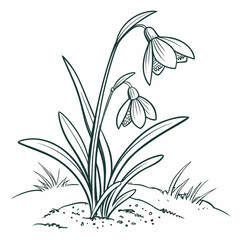 Snowdrop flower line art for coloring book