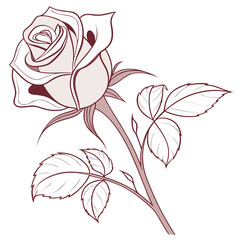Elegant rose illustration with delicate lines