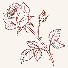 Elegant rose with bud and leaves, a delicate line drawing on beige background
