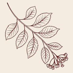 Hand drawn elderflower branch with leaves light beige background