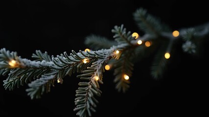 Frosted pine tree branch with Christmas lights flickering on a dark background for winter holiday decoration - Powered by Adobe