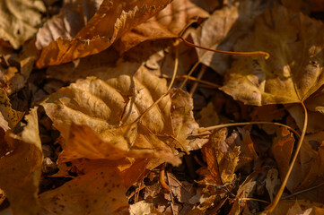 Detailed Texture of Autumn Leaves Close-Up
