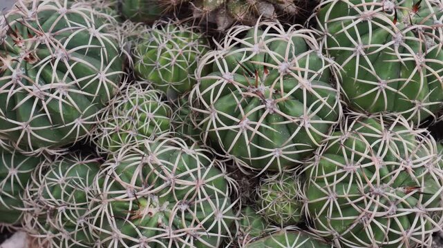 Close-up of the cacti with spines