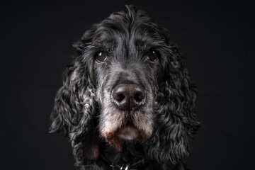 Black and white Show Cocker Spaniel in Studio Environment