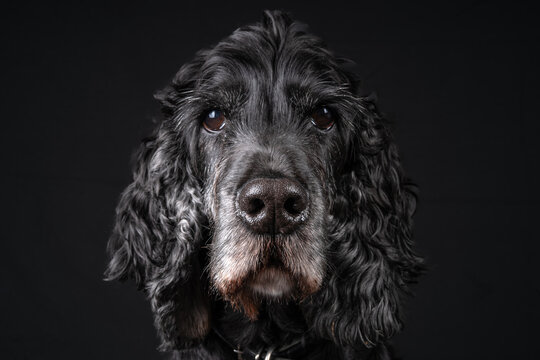 Black and white Show Cocker Spaniel in Studio Environment