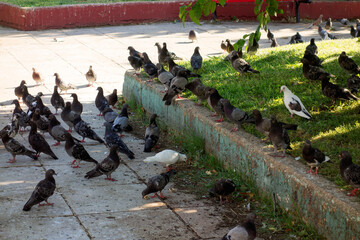 pigeons on the street