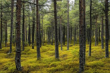 Obraz premium Tundra woodland, where only the strongest pines endure the brutal sub-zero temperatures