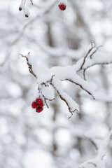 Rosehip berries in the snow