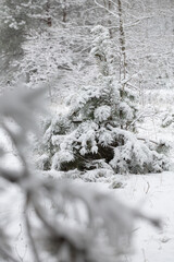 snow covered pine trees