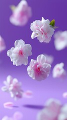 Floating pink cherry blossoms on vibrant purple background